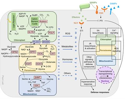 The role of photorespiration in plant immunity